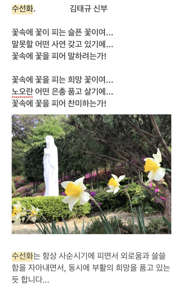 수선화